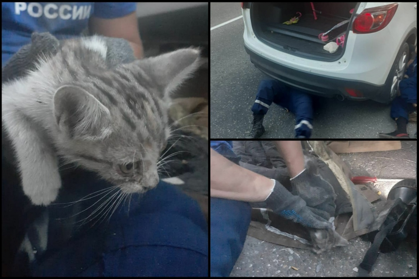 Чудом выжил: новороссийские спасатели достали котенка, застрявшего в автомобиле