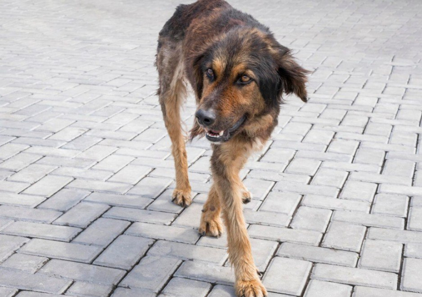 Собачий вопрос стал денежным: за укусы бродячих псов новороссийцам будут платить из казны