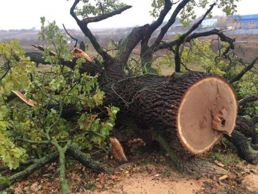 Не берегут природу: в Новороссийске неизвестные вырубили вековые деревья