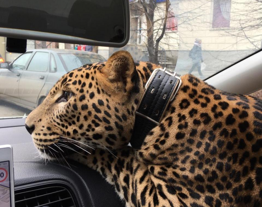Хозяину сбежавшего леопарда грозит уголовный срок в Новороссийске