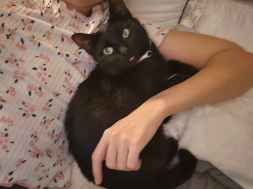 Жительница Новороссийска нашла свою пропавшую кошку на операционном столе спустя год