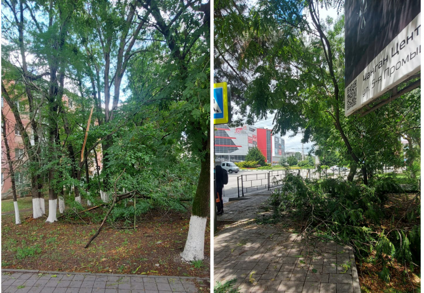 Дерево прилегло отдохнуть в центре Новороссийска: последствия шторма