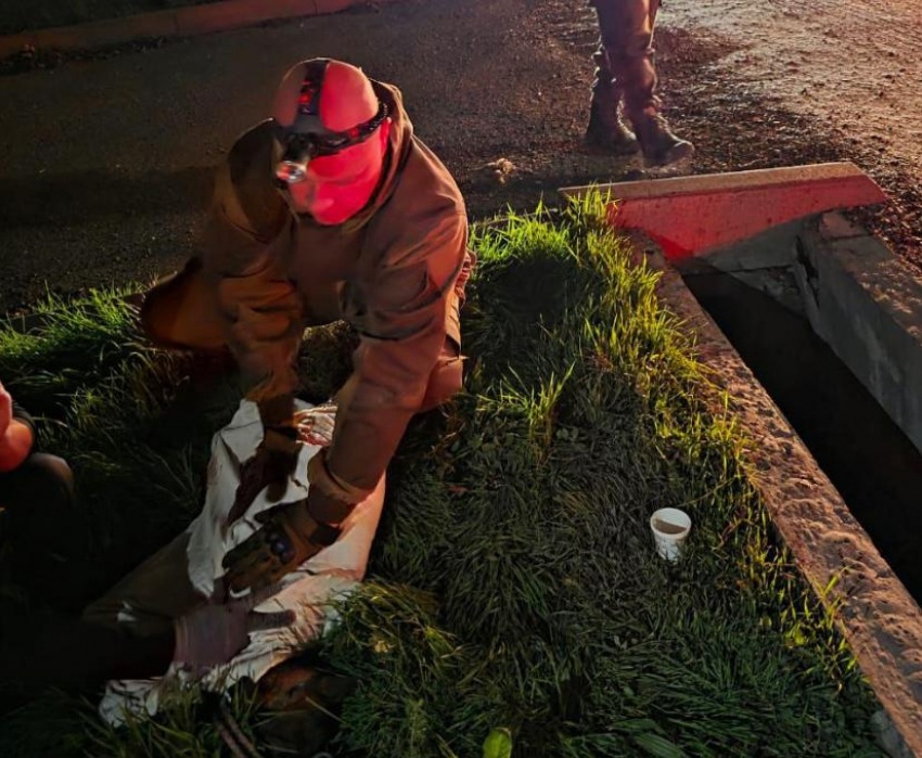 Собаку сбил автомобиль: о чудесном спасении пса в Новороссийске