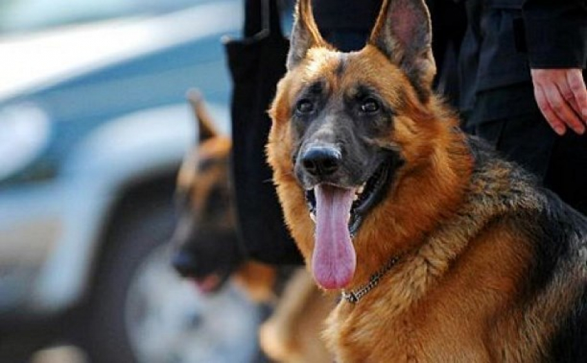 Собака помогла полицейским поймать девушку с наркотиками в Новороссийске