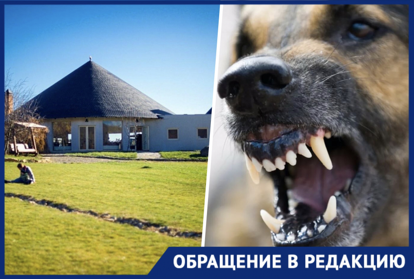 Собака трепала кошку на глазах у всех: жительница Новороссийска об отдыхе в популярном заведении
