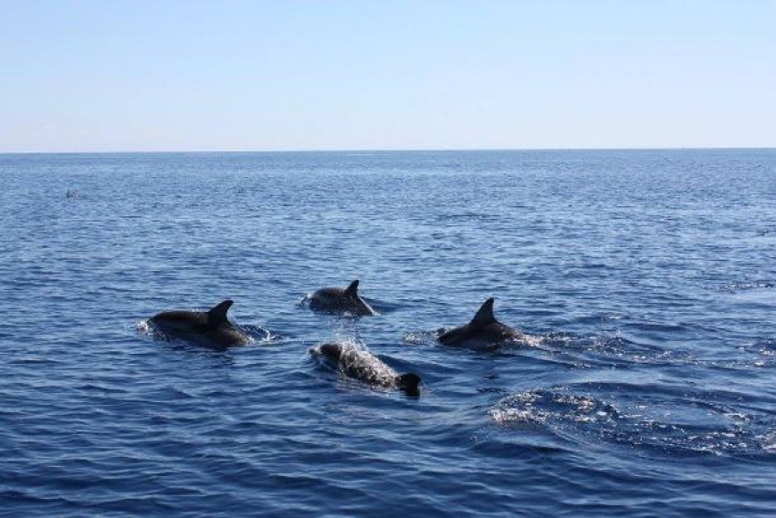 Во Всемирный день дельфинов новороссийцев ожидает облачность
