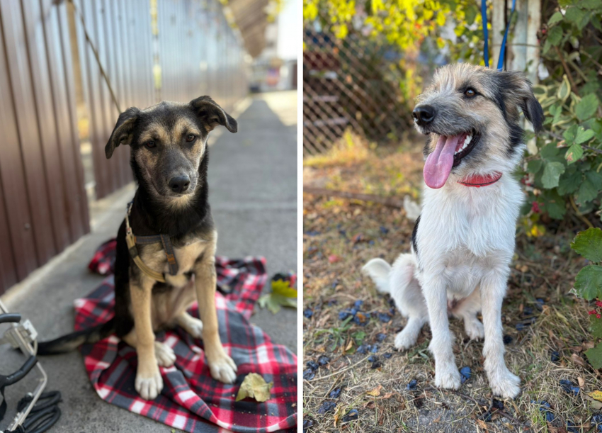 В Новороссийске щенков выбросили на железнодорожные пути: судьба у них незавидная