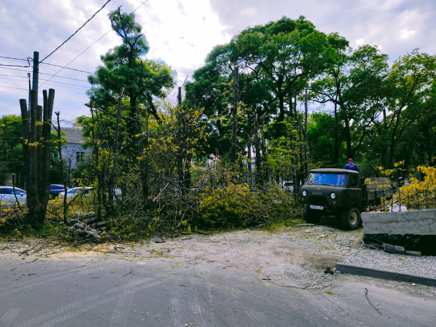 "Блокнот» узнал, законно ли вырубили деревья на Анапском шоссе в Новороссийске  