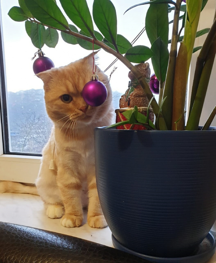 Персик вступает в борьбу за титул «самый мартовский кот» Новороссийска