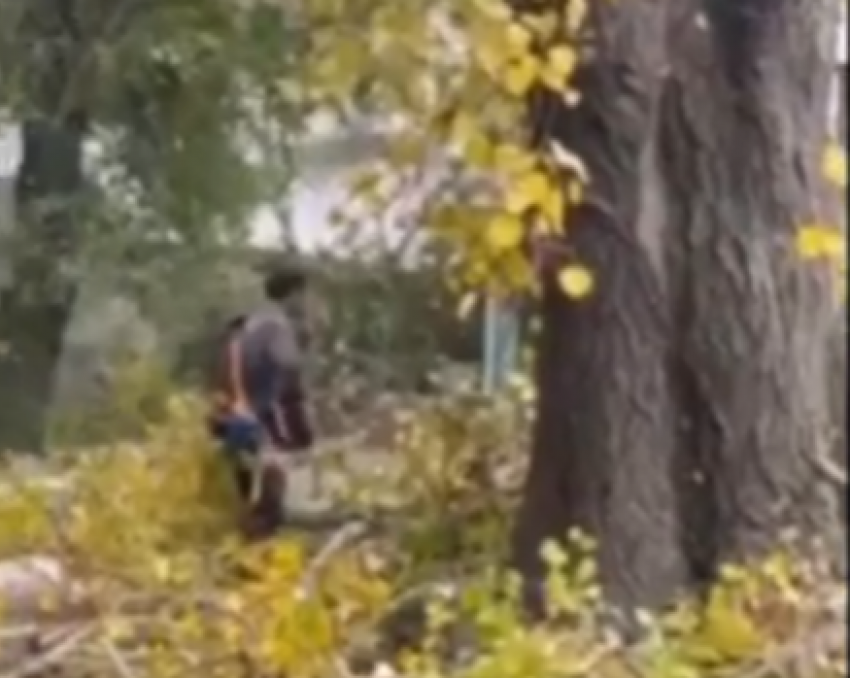 В Новороссийске рубят вековые деревья: жители бьют тревогу