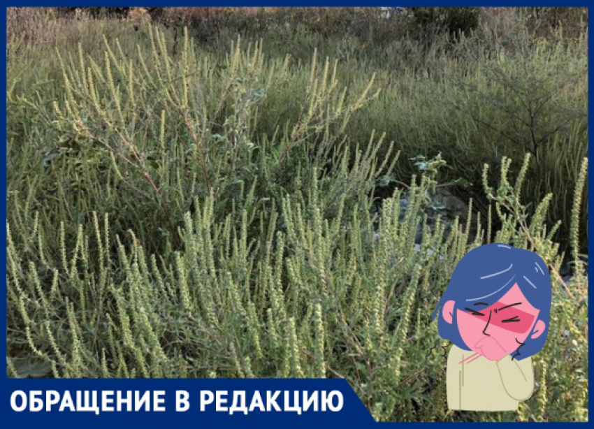 Аллергики просят скосить амброзию в Приморском районе Новороссийска