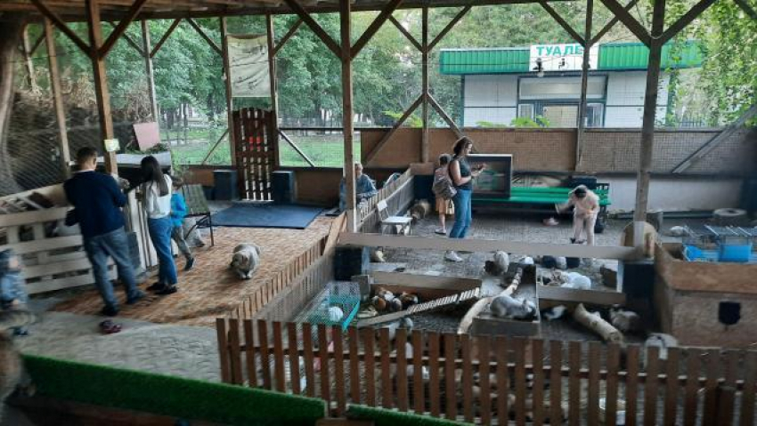 Прокуратура лишила новороссийских детей радости от посещения контактного зоопарка