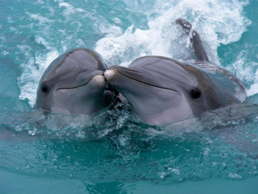 Всемирный день китов и дельфинов пройдёт в Новороссийске при +30