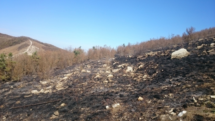 Крупный пожар на «7 ветрах» ликвидировали в Новороссийске