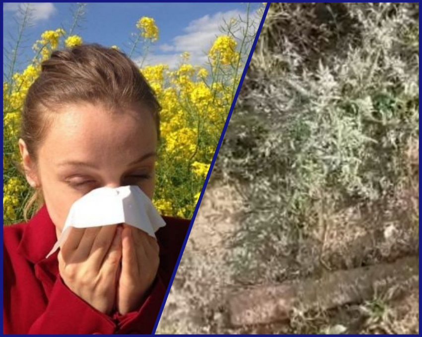 Новороссийцы задыхаются от амброзии: по чьей вине