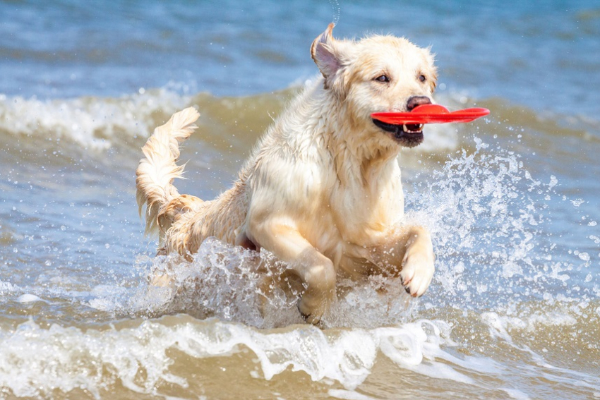 Новороссийцы больше не смогут выгуливать собак на пляжах