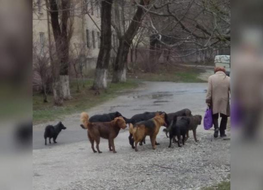 «Страшно выйти»: жители Новороссийска возмущены стаями бродячих собак 