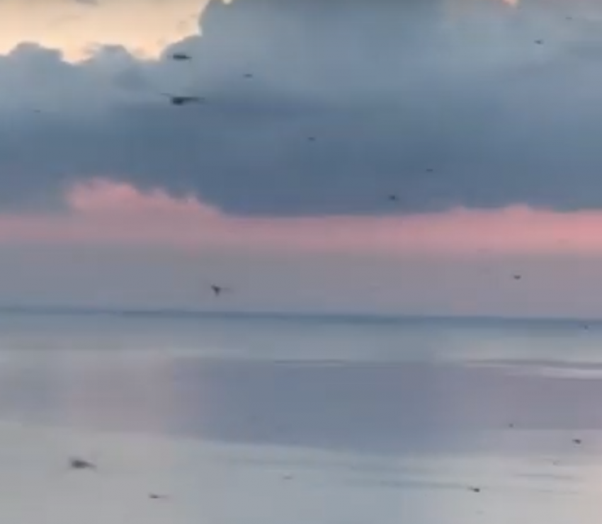 Нашествие стрекоз под Новороссийском сняли на видео