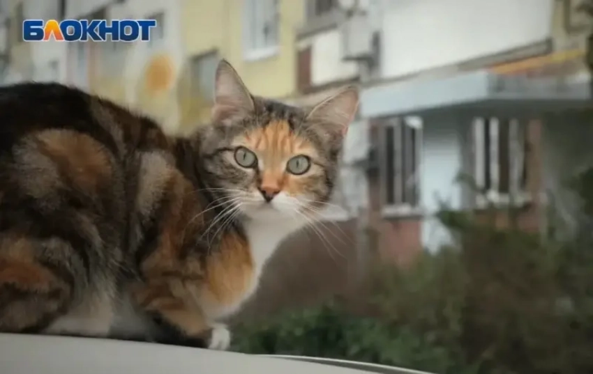 Водолеи почувствуют вдохновение, а Раков ждет эмоциональный день