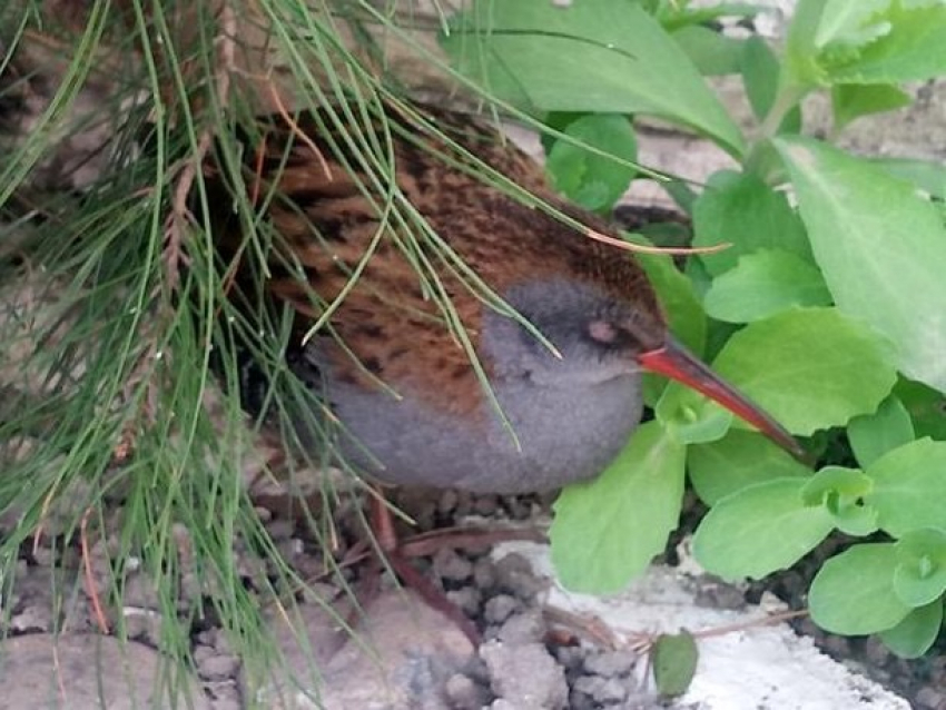 Необычную птицу нашла жительница Новороссийска