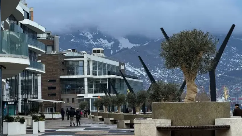 Почти 600 тысяч рублей в год: набережную готовят к круглогодичному уходу за оливами и фотиниями