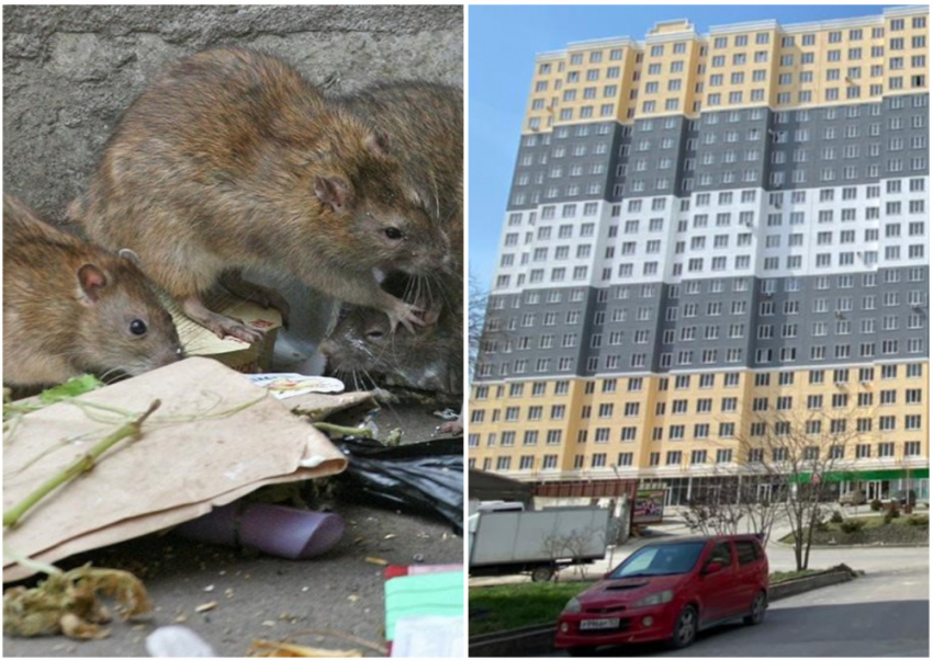 Стало известно, кто «плодит» крыс возле «Семейного» в Новороссийске 