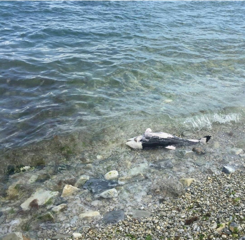 Труп дельфина вновь обнаружили новороссийцы на городском пляже