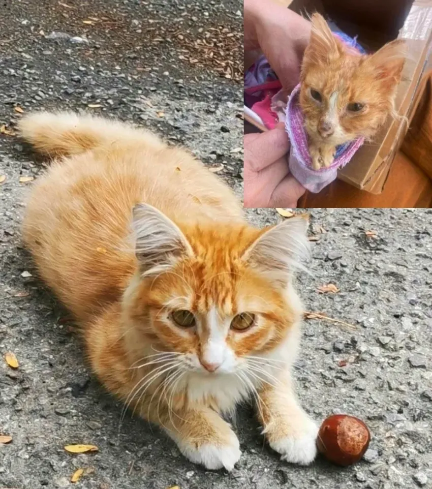 Спасение Феникса и новогоднее чудо: новороссийцы продолжают делиться добрыми историями с «Блокнотом»