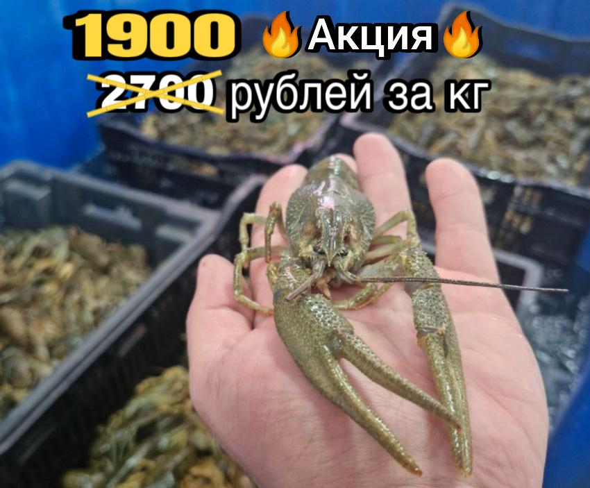 ТОВАР ДНЯ! Раки XXL – для тех, кто задумал объесться ракообразными в Новороссийске до отвала