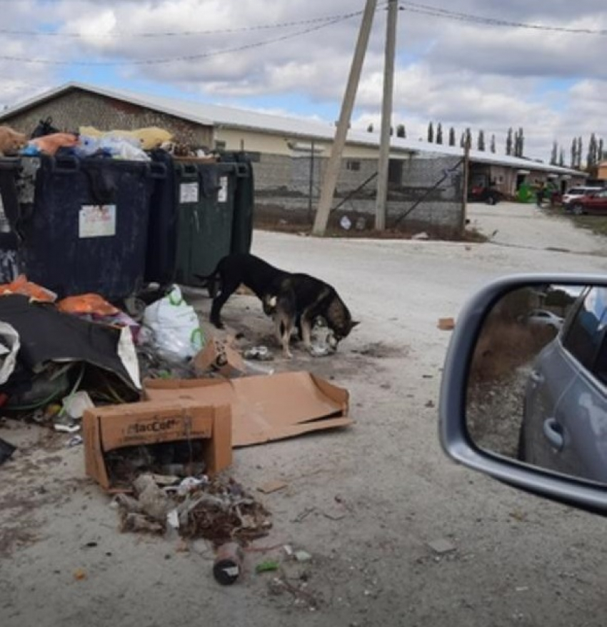 Горы мусора, бродячие собаки: свалка растет рядом с домами новороссийцев 