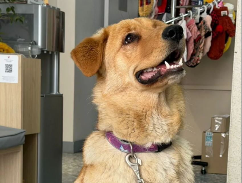 Послушная и добрая девчонка ищет дом в Новороссийске