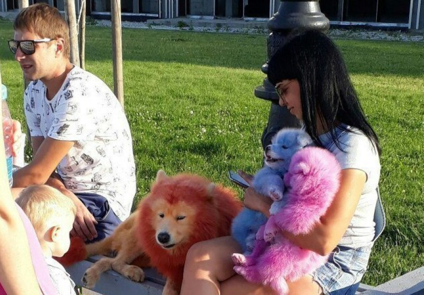 Бизнес на крашеных собаках создан в Новороссийске 