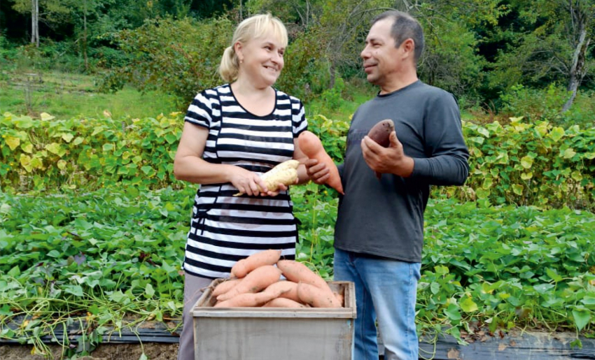 Как картошку хранить нельзя: особенности выращивания и хранения батата
