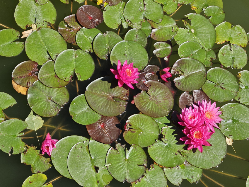 Гороскоп от «Блокнота»: Львам уделить внимание здоровью, а Овнам проявить терпение