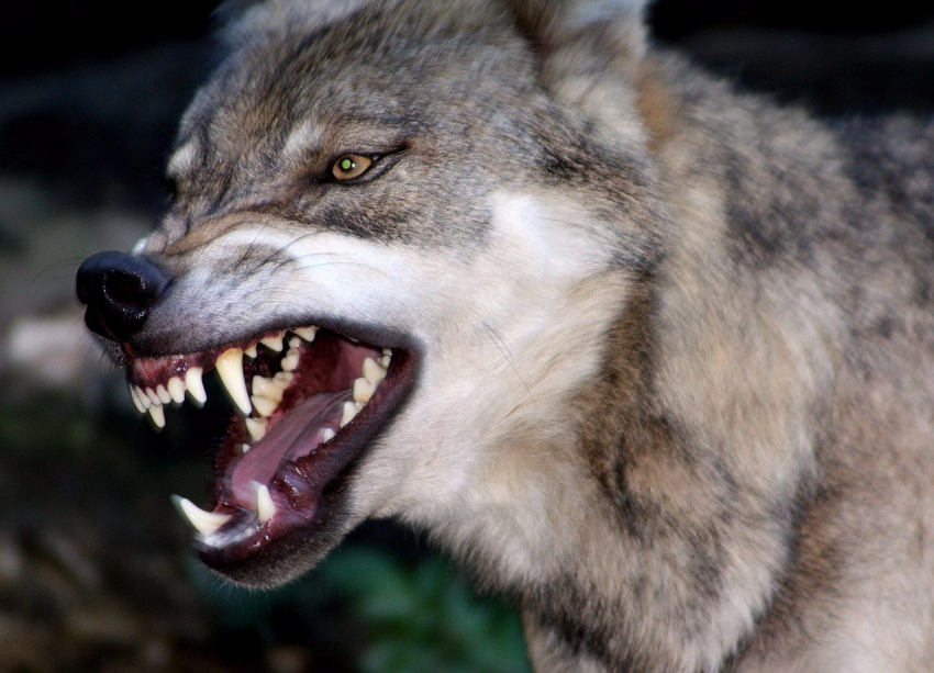 Там волк тетю убивает: история страшного нападения в Новороссийске 
