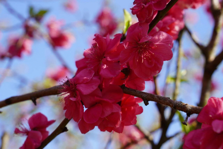 Персики, сливы, вишня — сады на площади 30 000 га зацвели на Кубани