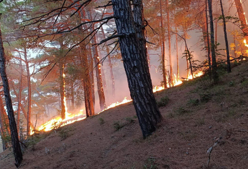 Площадь пожара в Геленджике растёт: что известно к этому часу