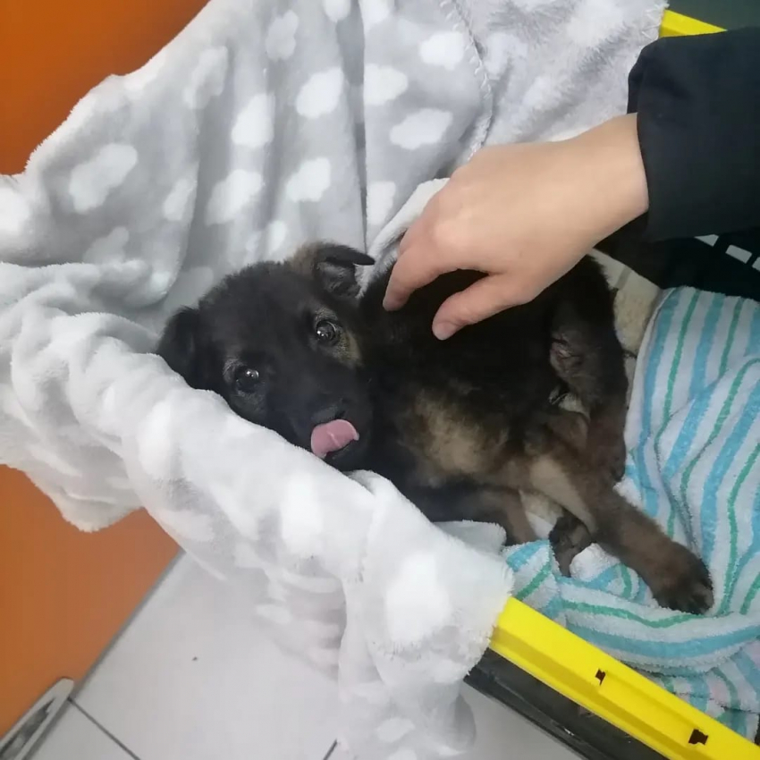 В ветеринарке издевались над щенком и “довели его до коляски” – теперь малыша будут пытаться спасти в Новороссийске