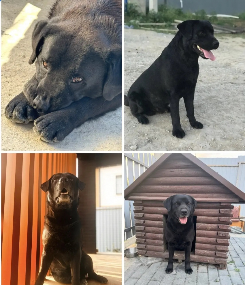 Буч так и не вернулся домой: новороссийцы просят помочь в поисках любимой собаки за вознаграждение 