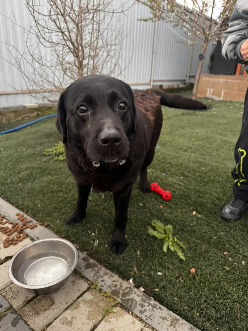 У кого-то пропала собака: крупный лабрадор из Новороссийска ищет своих хозяев