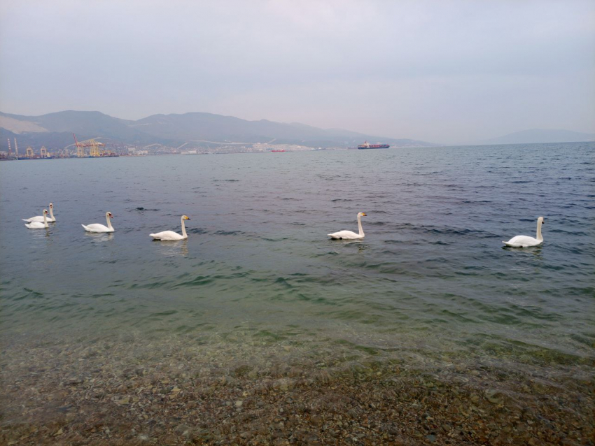 Атака БПЛА атакой, а стрельбы в Новороссийске - по расписанию