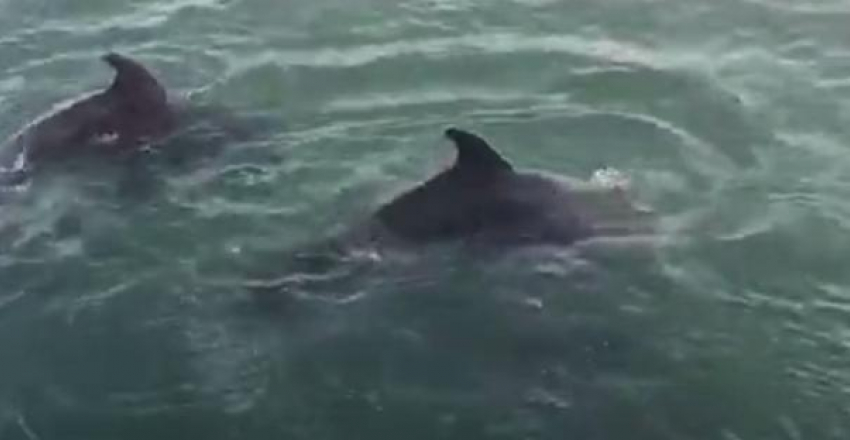 В сети появилось видео с дельфинами, позирующими в Новороссийском порту