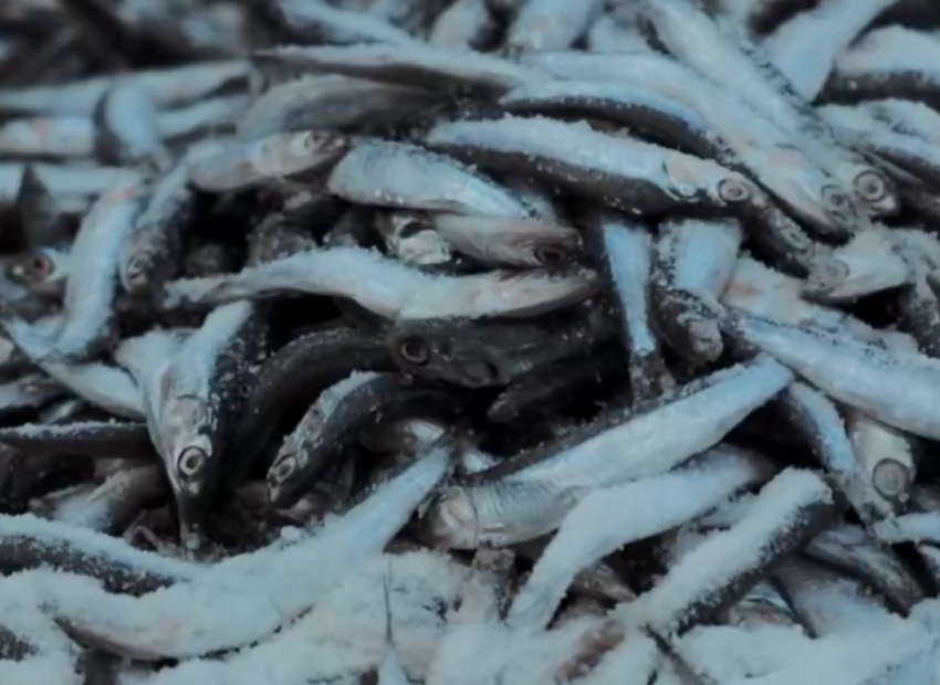 Фестиваля не будет! «ХамсаФест» в этом году в Новороссийске отменяется