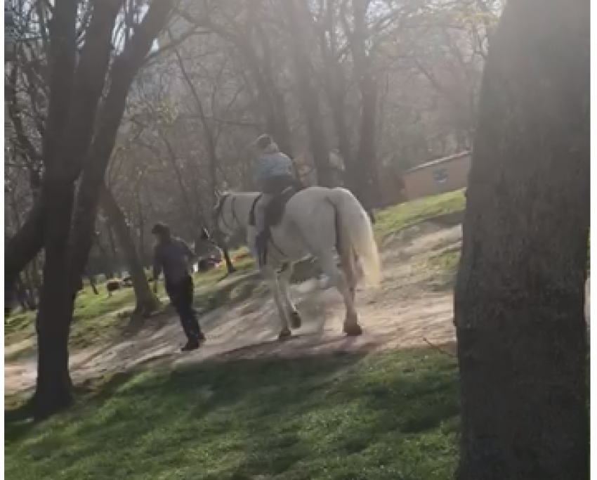 Бизнес на «косолапой» лошадке возмущает новороссийцев
