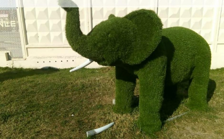 Зеленый слон лишился бивня, а кто-то - совести в Новороссийске