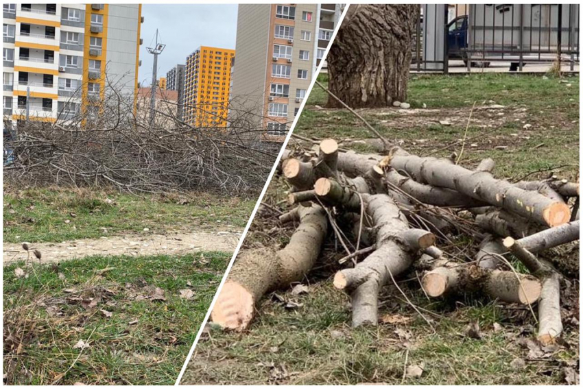 В Пионерской роще Новороссийска «дров» нарубили на миллион 