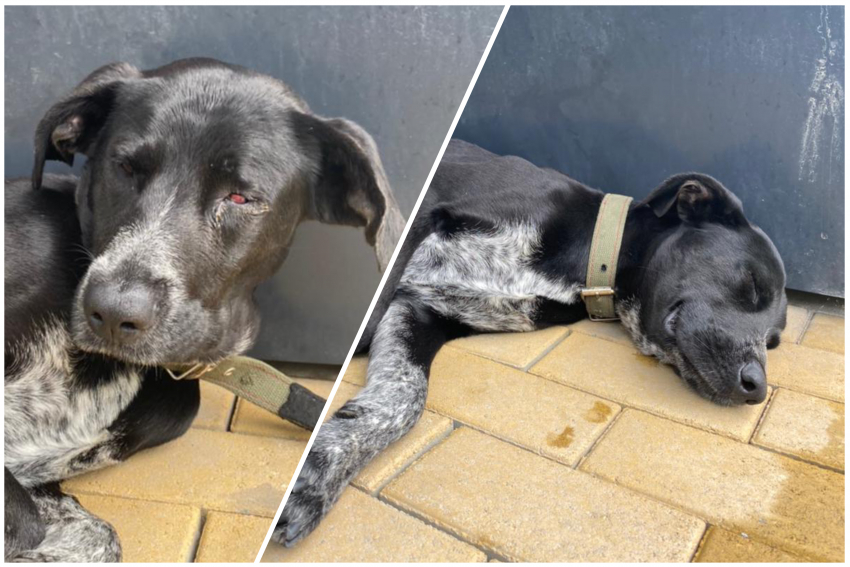 Удалось ли спасти собаку, которая погибала на набережной Новороссийска
