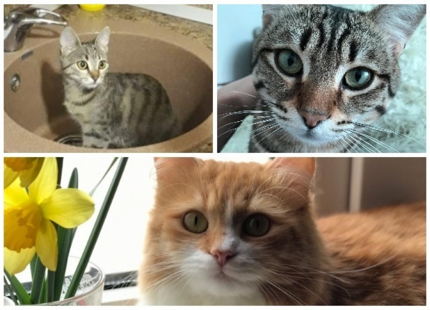 Имена самых красивых котов Новороссийска-2019 уже известны