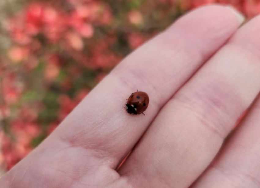 Начните неделю правильно: Рыб ждет удача в торговле, Овны решатся на перемены