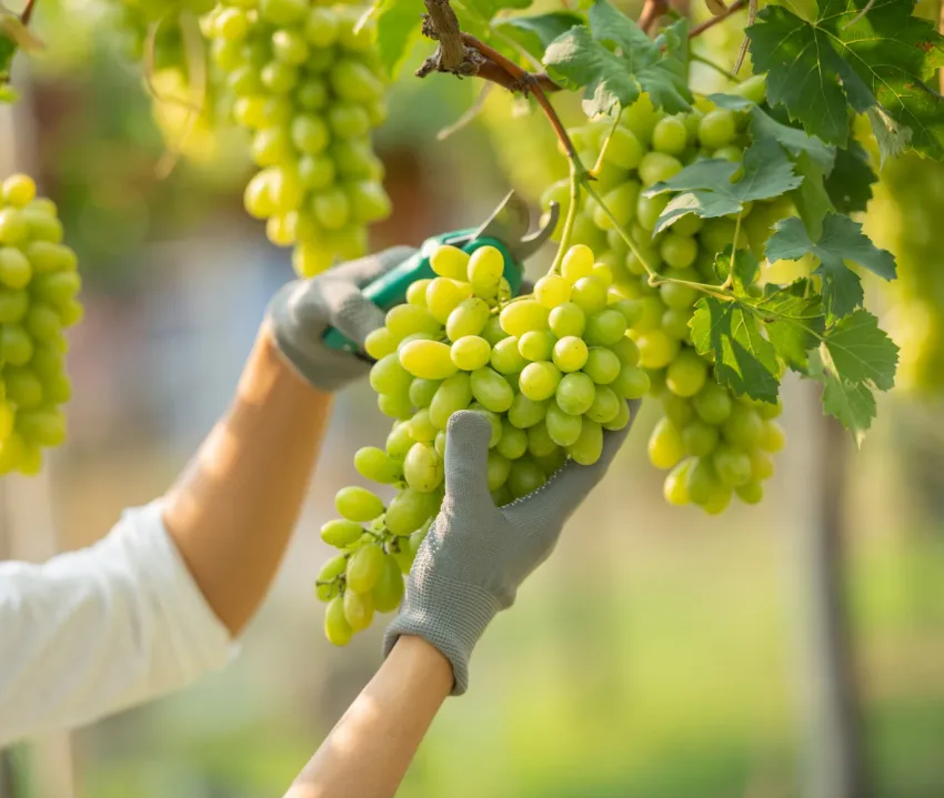 18+ Роскачество назвало новороссийские органические вина лучшими